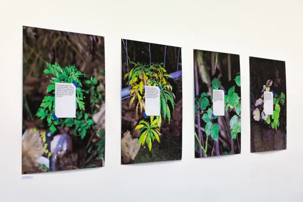 Plants That I See On My Way From Work