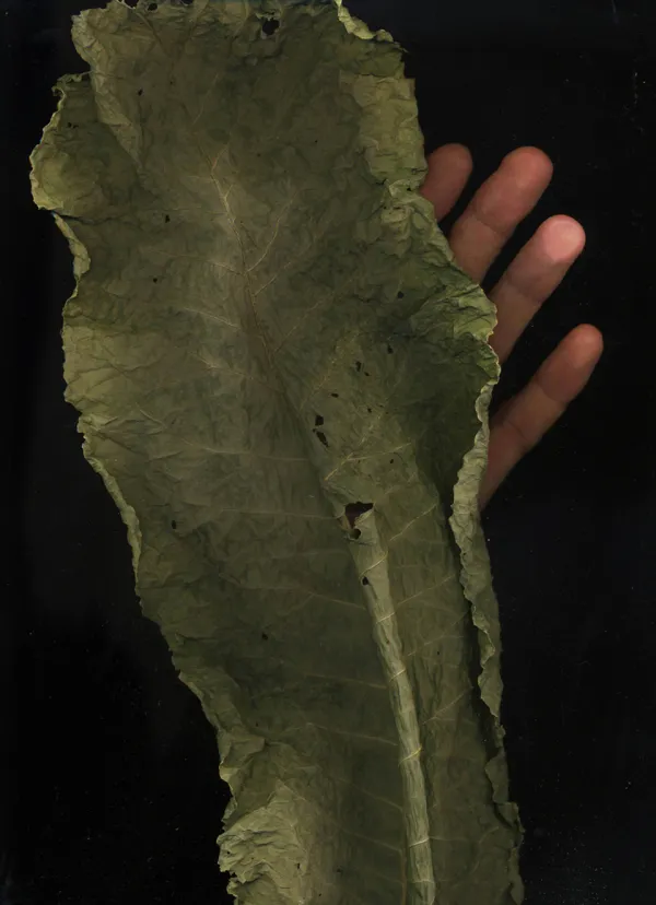 Dead Leaves Living People