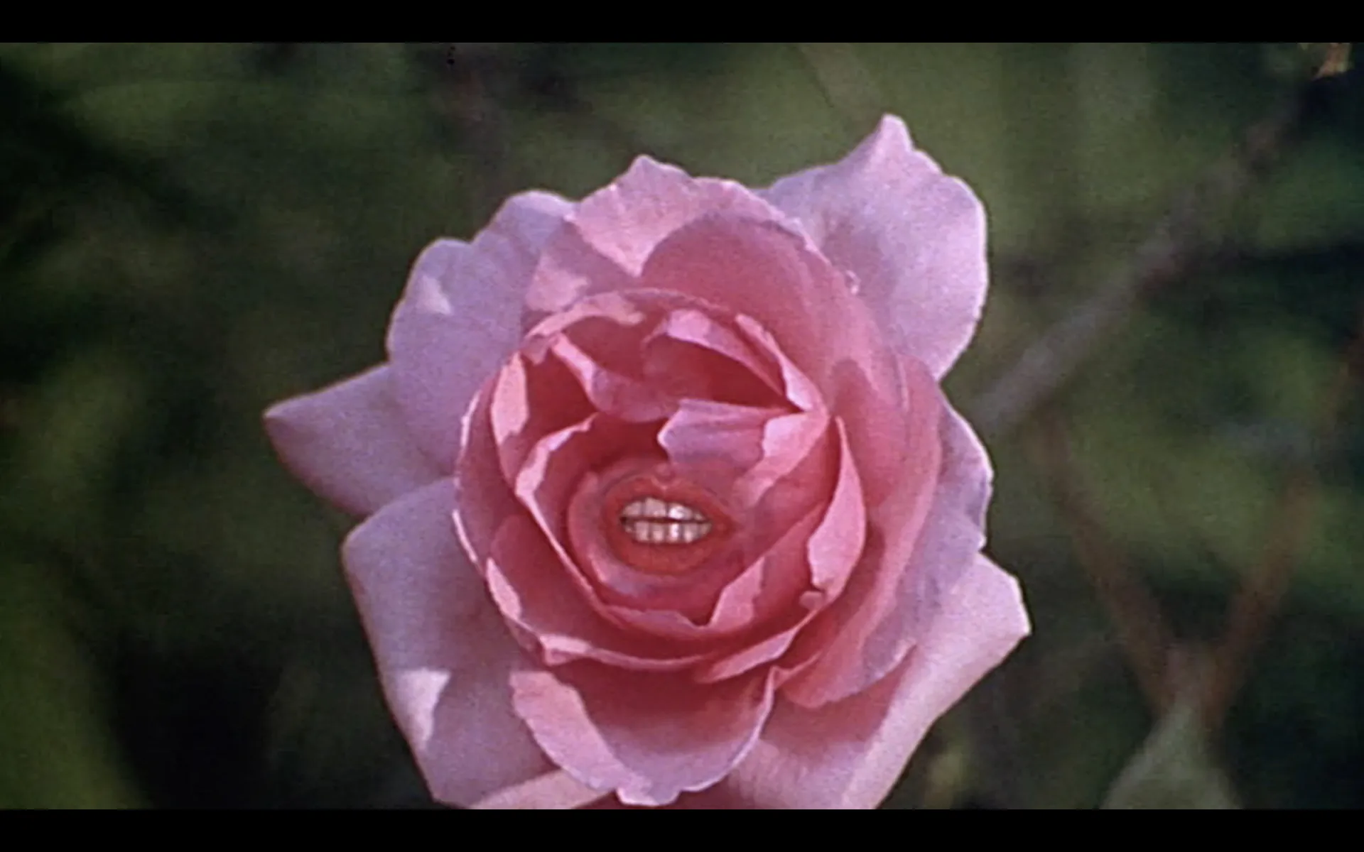 Eli Cortiñas u.a.: Picture Perfect. Beauty through a Contemporary Lens