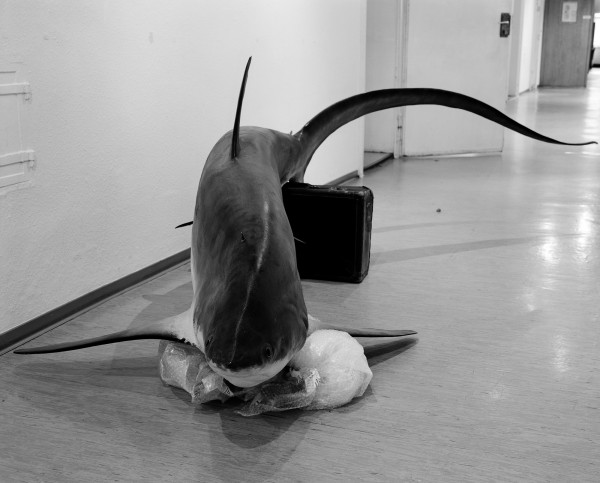 Fuchshai mit Koffer