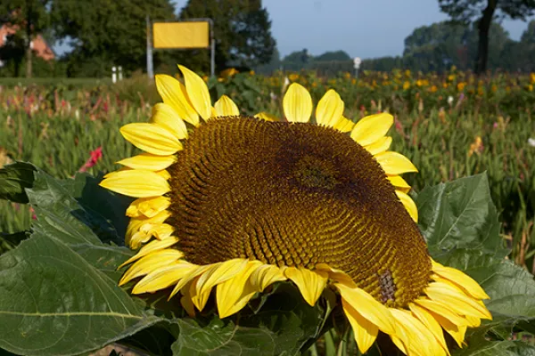 Sonnenblume