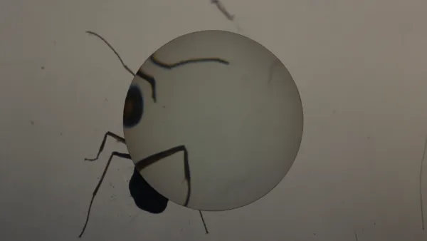 Videostill »ANT*HOLOGY: De/Bugging the Cultural History of Ants«