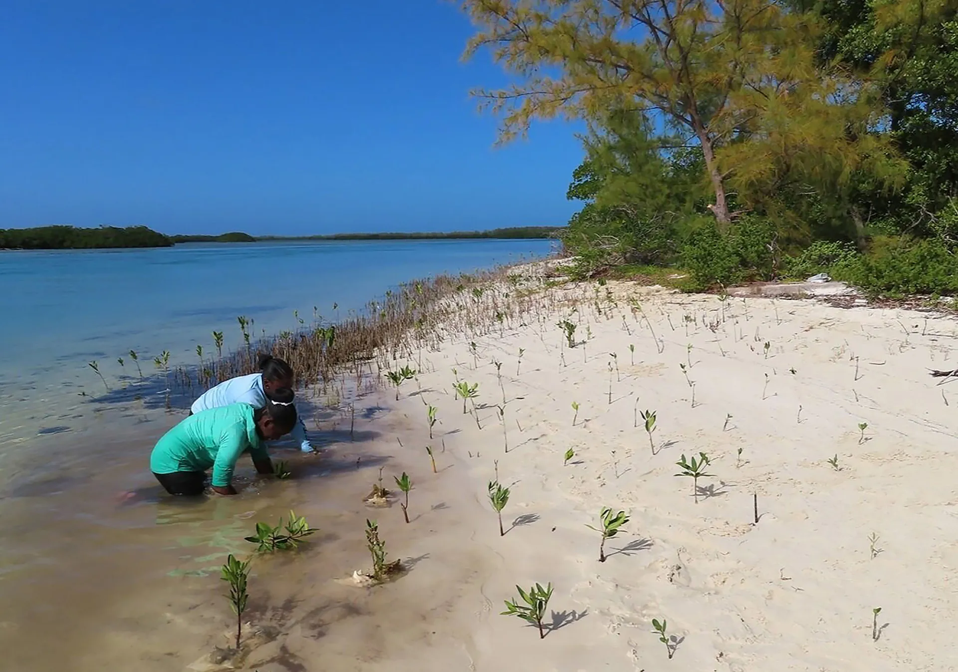 KHUF_EXSU_Ball_2019_Bimini Mangrove Restoration_2000x1403