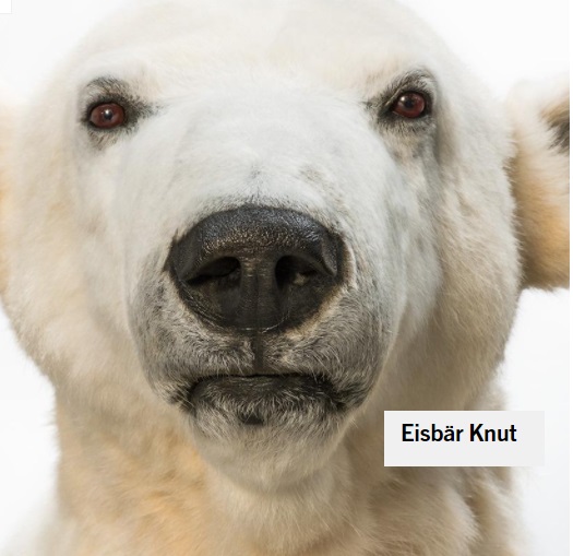 bild von knut